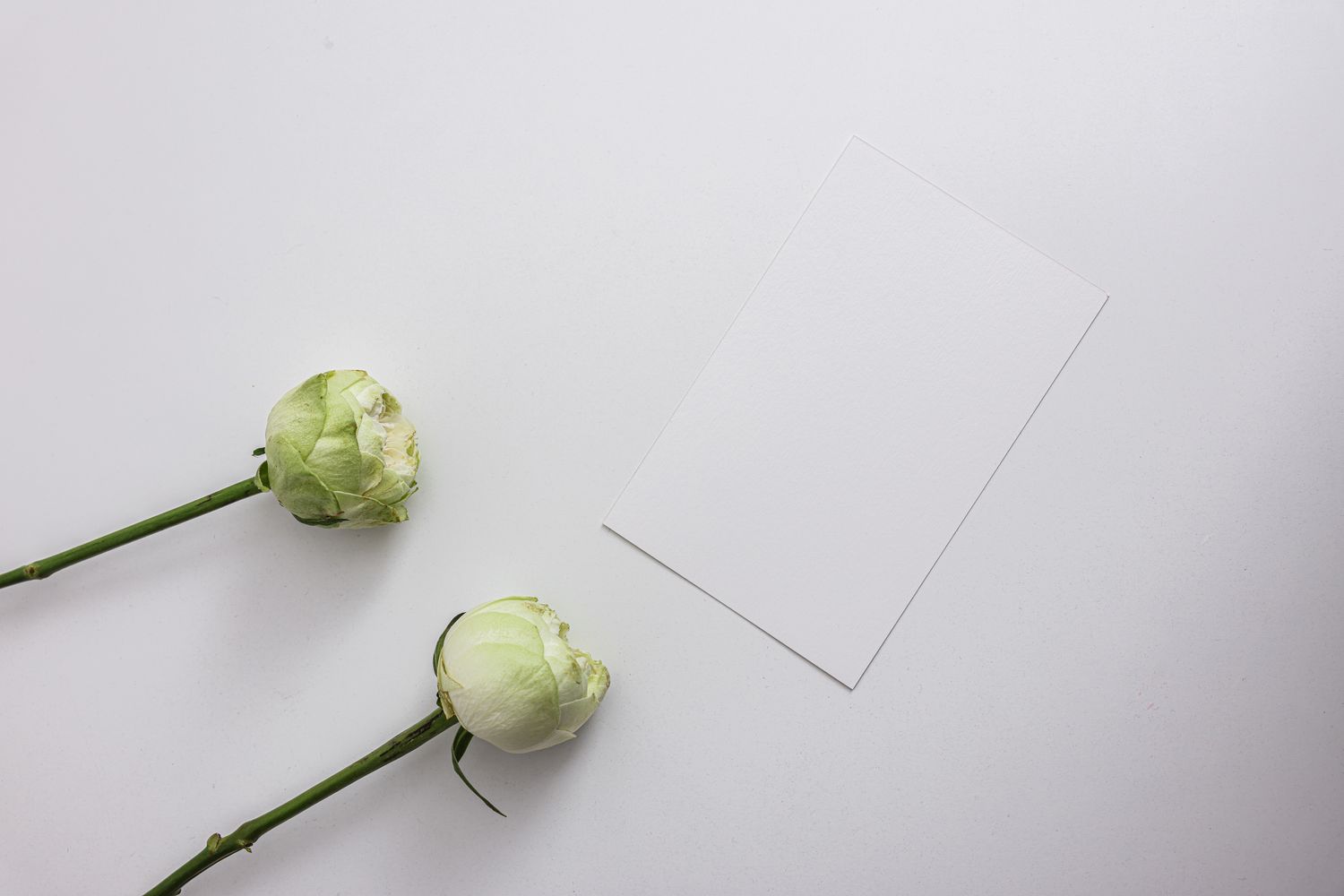 Blanco kaart met twee witte ranonkels op een lichte ondergrond.