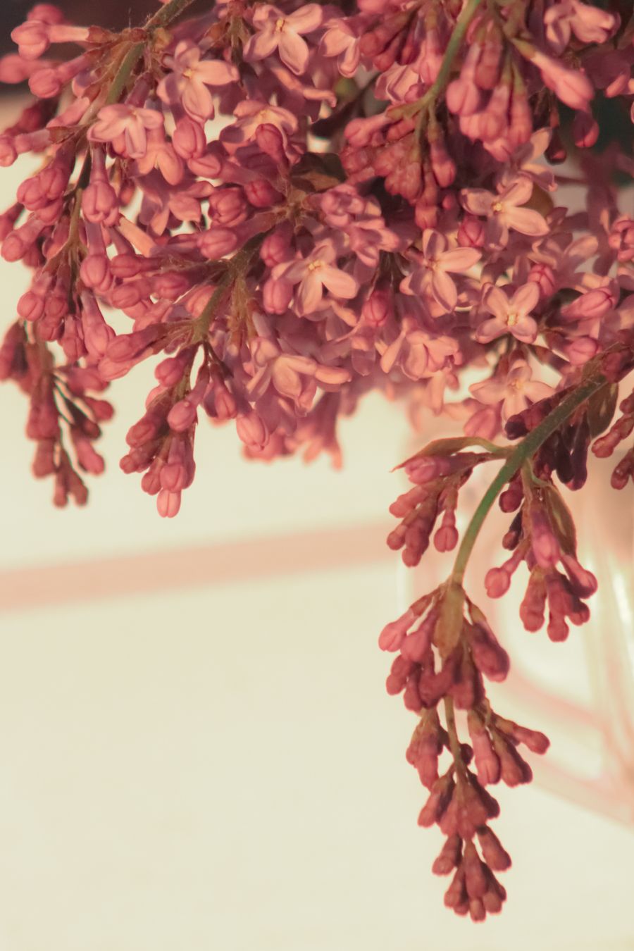 Seringentakken met roze bloemetjes tegen een lichte achtergrond.